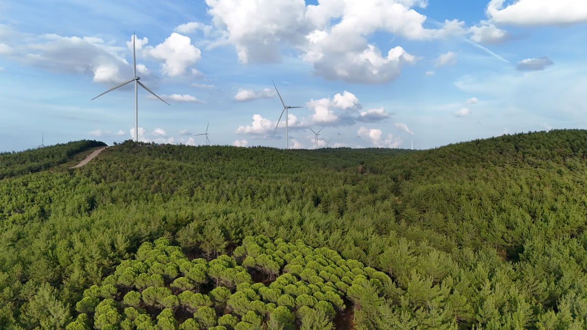 Aerial view of wind turbines amidst a vast green forest in Salihler, Çanakkale.